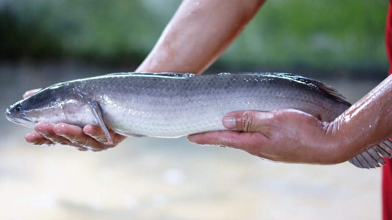 Mơ thấy cá lóc nên đánh con gì?